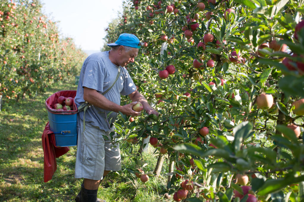 Bio Äpfel aus Südtirol