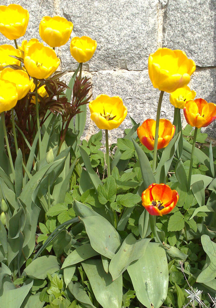 Regionalfux Frühling