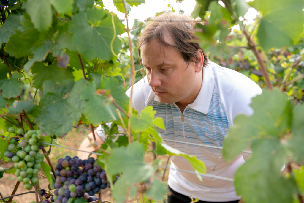 Biologischer Weinbau
