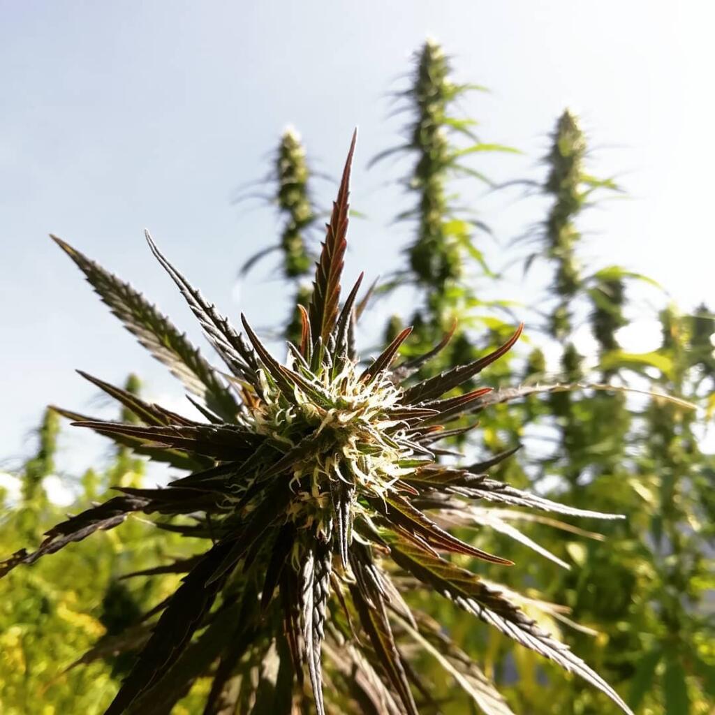 CBD Hanfblüte